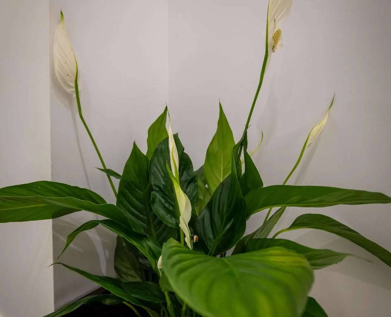 Hotel Flori Sarande Apartment